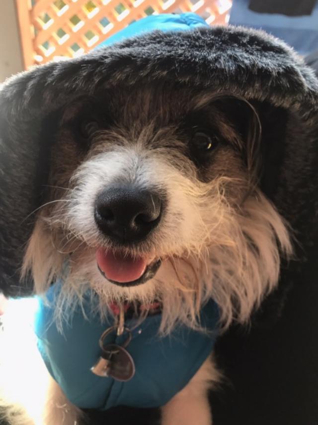 Tiny Tim: Tiny Tim is in da hood! The stylish hound knows how to handle those chilly mornings.