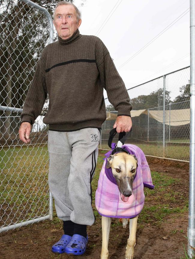 Greyhound Rescue’s Fred Kurschildgren takes Jaxs for a walk.