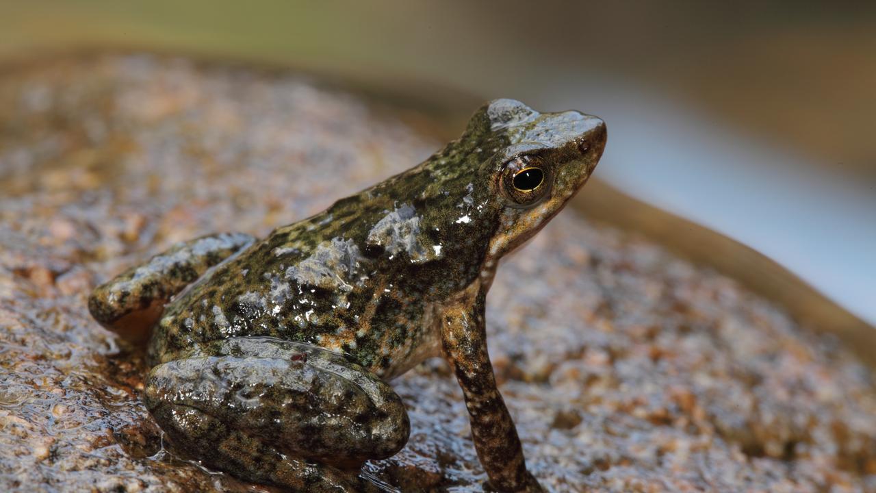 The Bowerbird Collective, the Australian Museum and Australian Amphibians have teamed up to create an album of unique frog sounds that has made it to the top of the ARIA Christmas Albums chart.