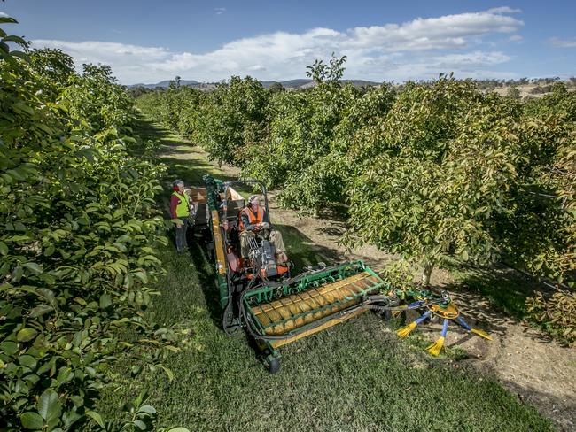 Phil and Jane Dening begin the walnut harvest at their Richmond property. Picture: Eddie Safarik 