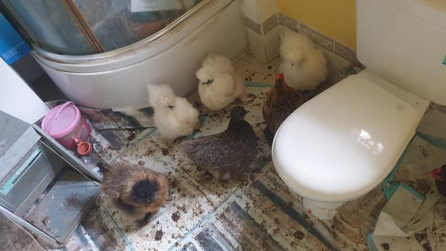 A temporary chook coop in a bathroom. Pic: Jennifer Irvine