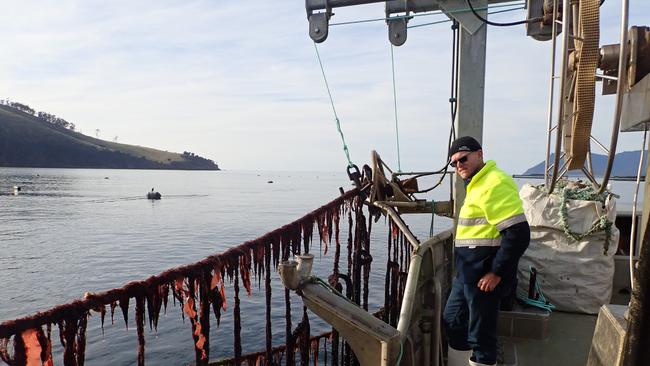 Harvesting asparagopsis seaweed offshore.