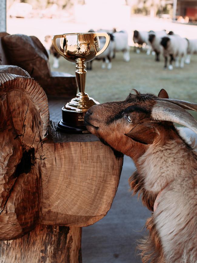 Sheep take a sniff of the Melbourne Cup as it stops off in Longreach in central Queensland.