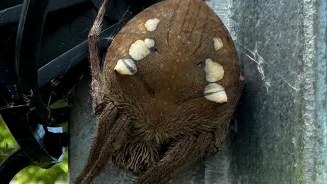 A photo of a folded Garden Orb-weaver was posted on a Facebook group dedicated to identifying Australian spiders by Cape Hillsborough resident Kim Smith.