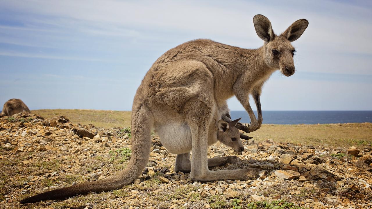 Kangaroo to carry baby online