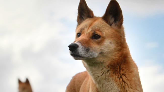 It was suggested that dingoes could be reintroduced as an ‘apex predator into suitable Victorian ecosystems’.