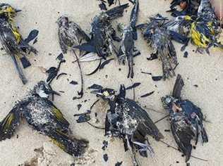 More than 40 dead birds washed up at Currimundi on Saturday appeared to be badly burnt from Bribie Island fires. Credit: Leisl Born.