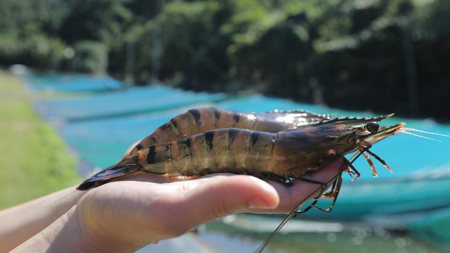 Black tiger prawn will be harvested if Project Sea Dragon eventually becomes operational.