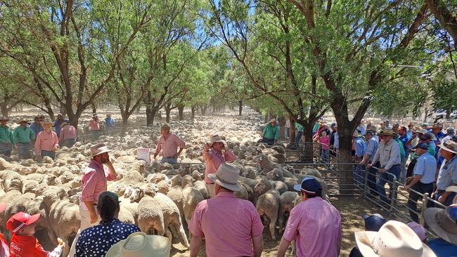 Buyers gather at the Deniliquin Sheep Sale. Picture: Jenny Kelly