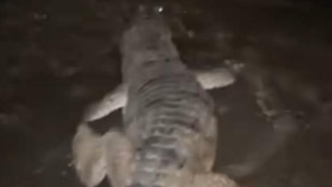 Man snags a crocodile in Queensland's north. Picture: @snagaddict