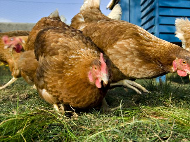 brown chickens, pecking, grass, garden, lawn, coop, istock.