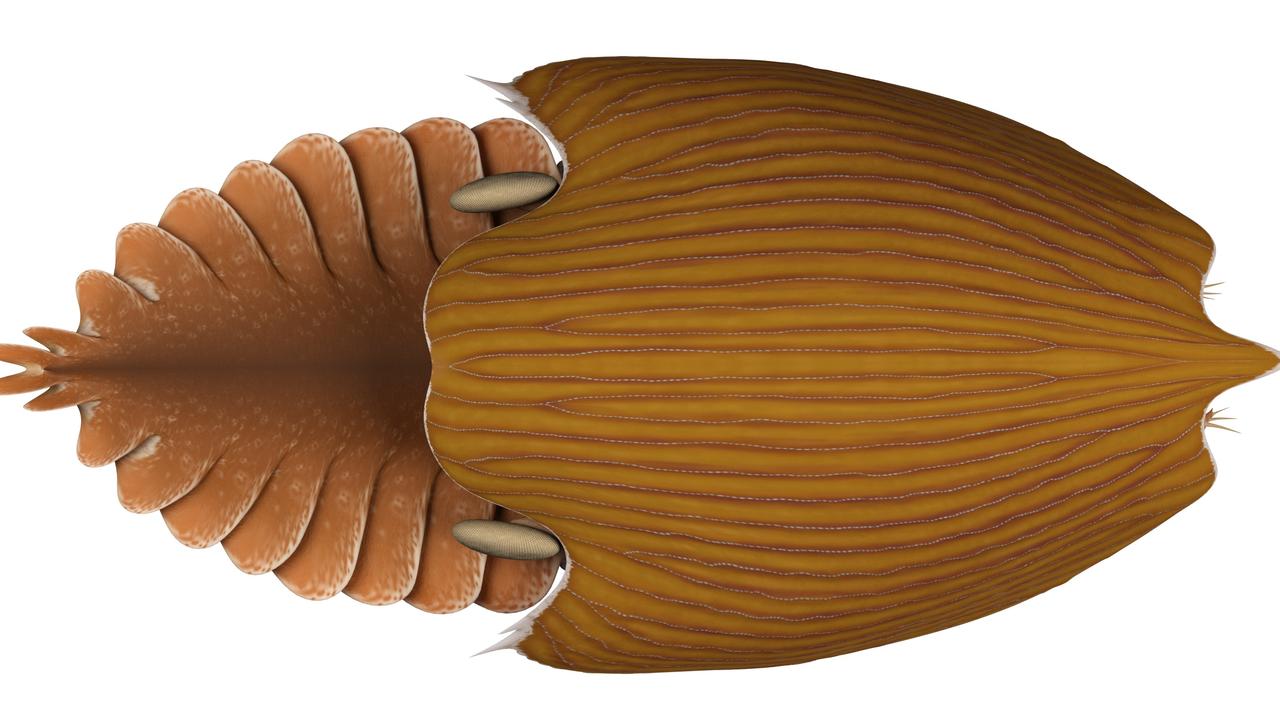 An illustration of the Titanokorys, viewed from the top. Picture: Lars Fields/Royal Ontario Museum