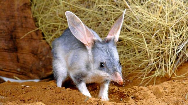 Buy a chocolate Bilby instead of a bunny, which will support the campaigns to ensure the bilbies survival for the future. Picture: Department of Environment