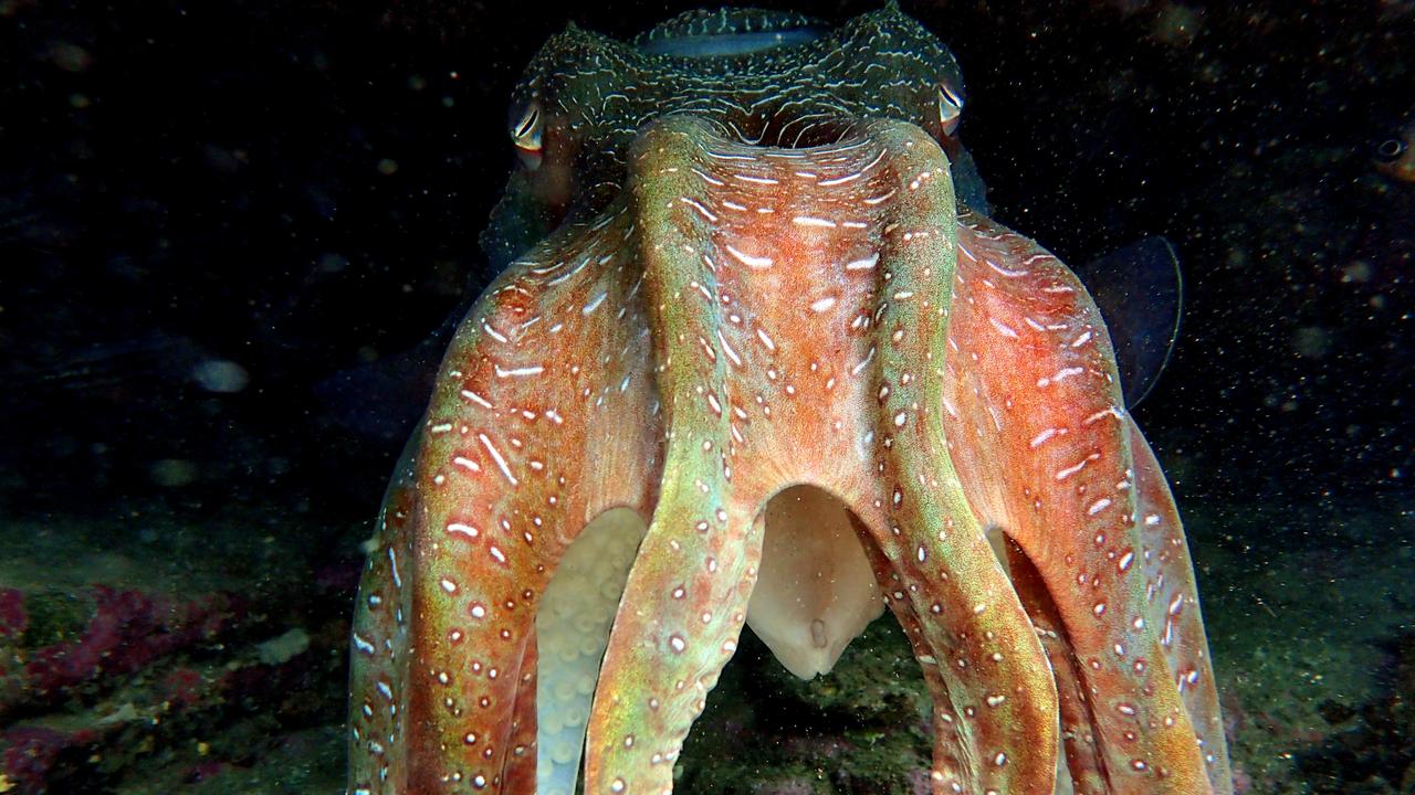 Manly Daily reader pictures: Octopus showing its colours in Cabbage Tree Bay. Picture: Ian Donato