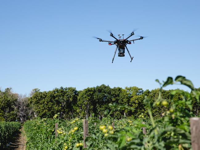 A NQ Aerovation drone over a tomato field. Photo: Contributed