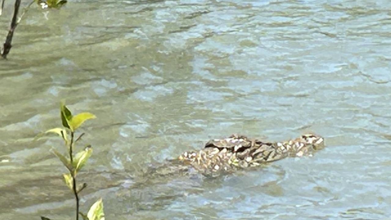 Central Queensland crocodile to be removed after dangerous behaviour ...