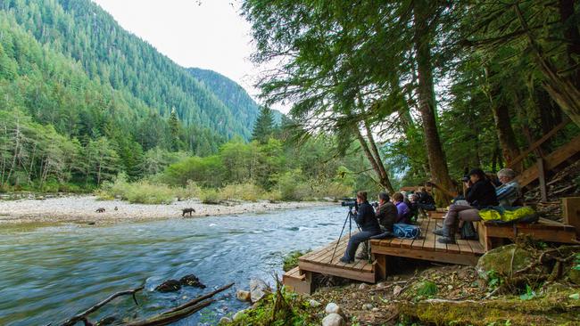 The lodge has several specially designed riverside viewing platforms and hides. Picture: Great Bear Lodge.