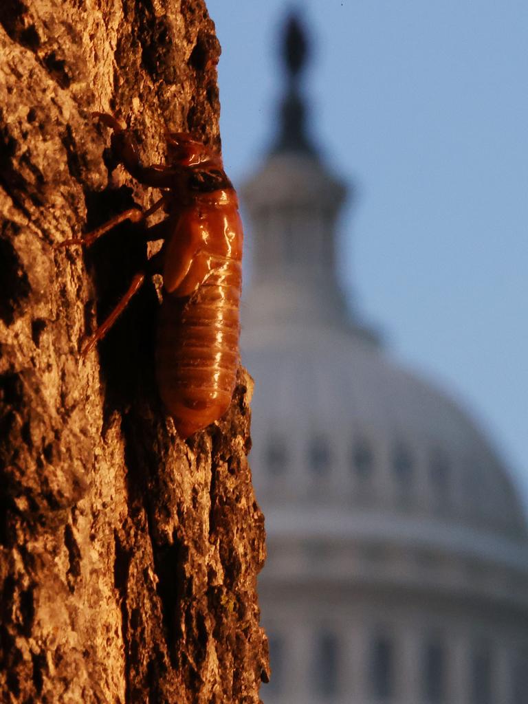 A periodical cicada nymph climbs a tree after crawling out of the ground at the US Capitol. Picture: Chip Somodevilla/Getty Images/AFP