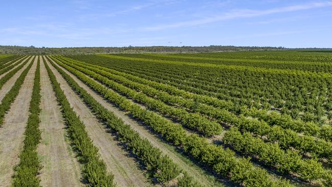 The Cypress and Bauhinias holding was marketed with 916ha of potential development of land suitable for macadamia, pecan, citrus or table grapes.