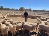 smallest and lightest lambs