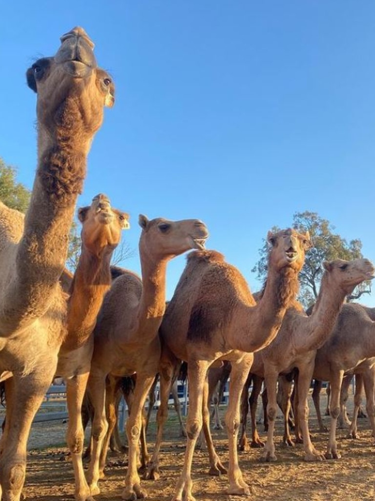 Why The Scenic Rim Is Queensland’s Best Kept Travel Secret | The ...