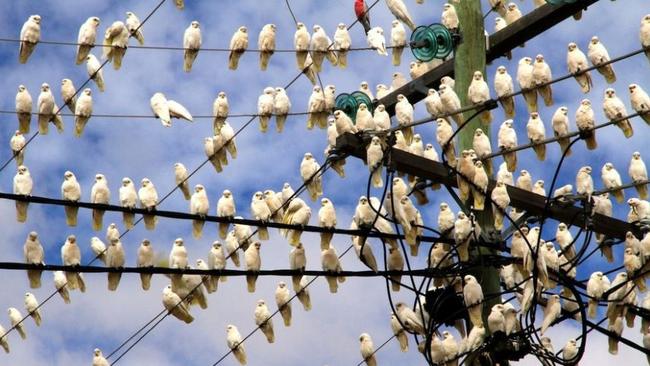 Corellas on power lines. Picture: ABC Open / Gemma Deavin