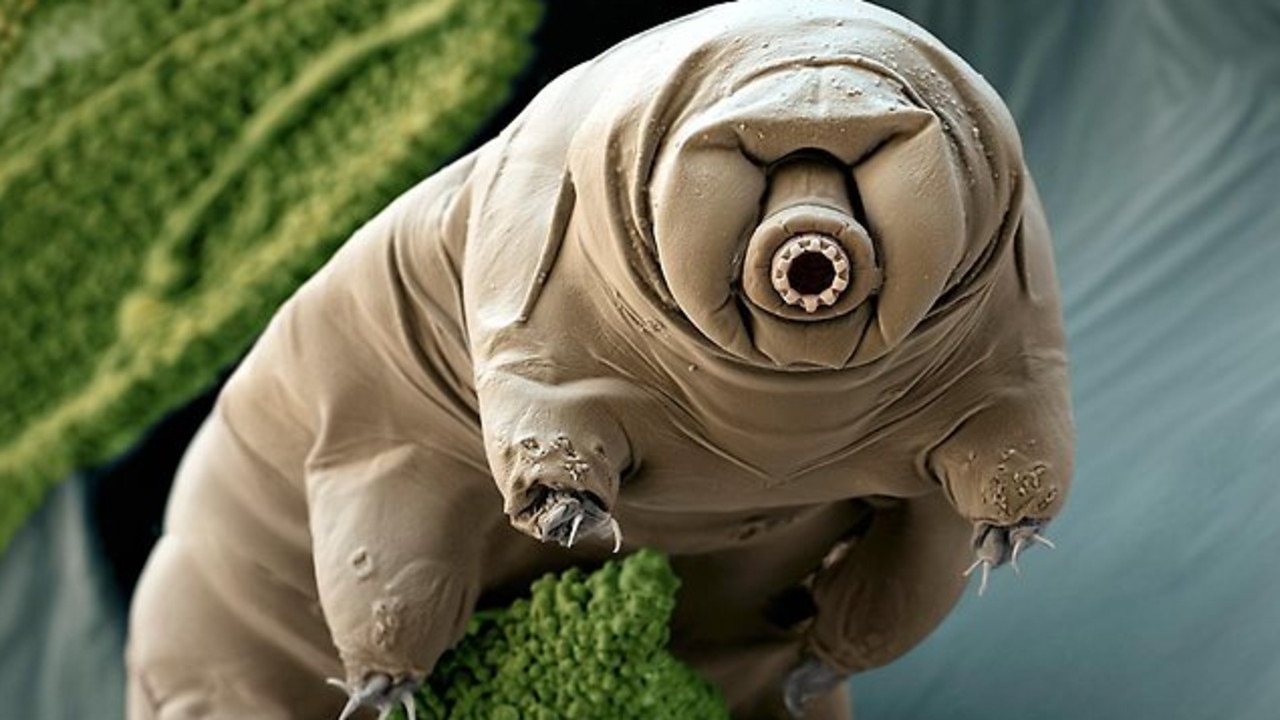 Tardigrades are microscopic animals sometimes called “moss pigs” or “water bears” because of how they look.