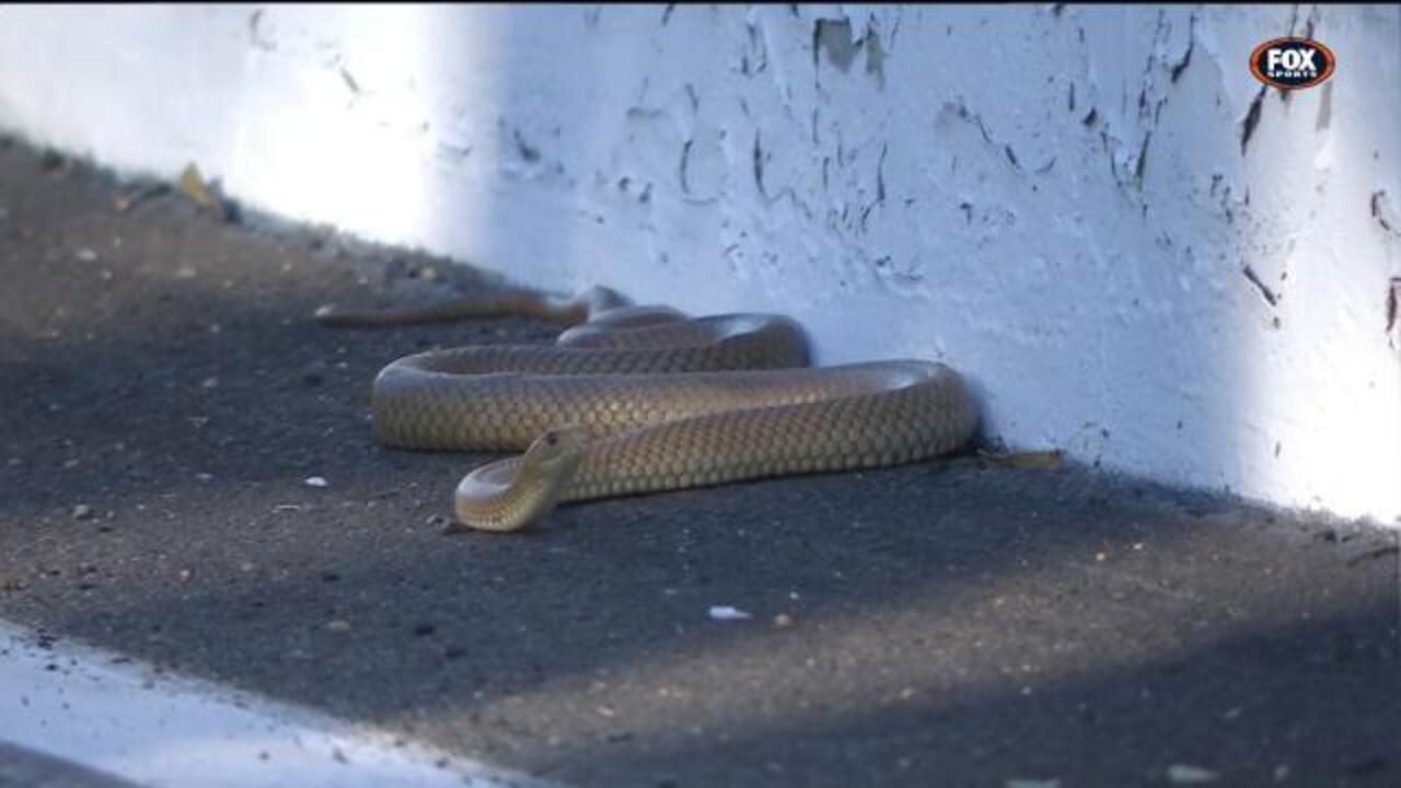 Venomous snake haults Bathurst 1000