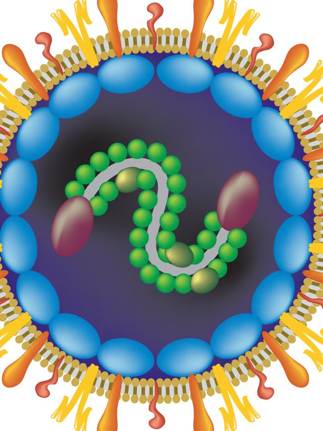 Schematic impression of the human metapneumovirus, which can develop into bronchitis or pneumonia. Picture: News Corp