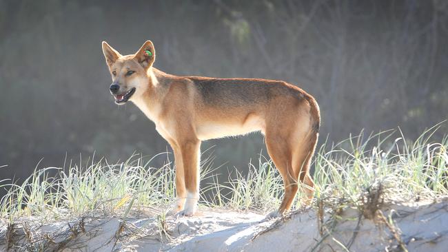 Dingoes on Fraser Island.