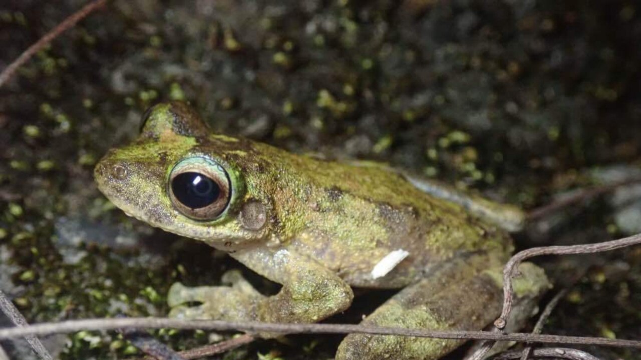 ‘Songs of Disappearance’ is a collection of native frog calls on over 50 tracks, some even from frogs thought to be extinct like the Gastric Brooding Frog.