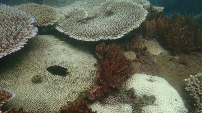 James Cook University scientists report severe coral bleaching on the Great Barrier Reef this summer.