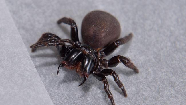 Dean, 5 and Claire McJannett, 7 with a Mouse spider that their father Shane found in their Woombye garden.  Photo: John McCutcheon / Sunshine Coast Daily