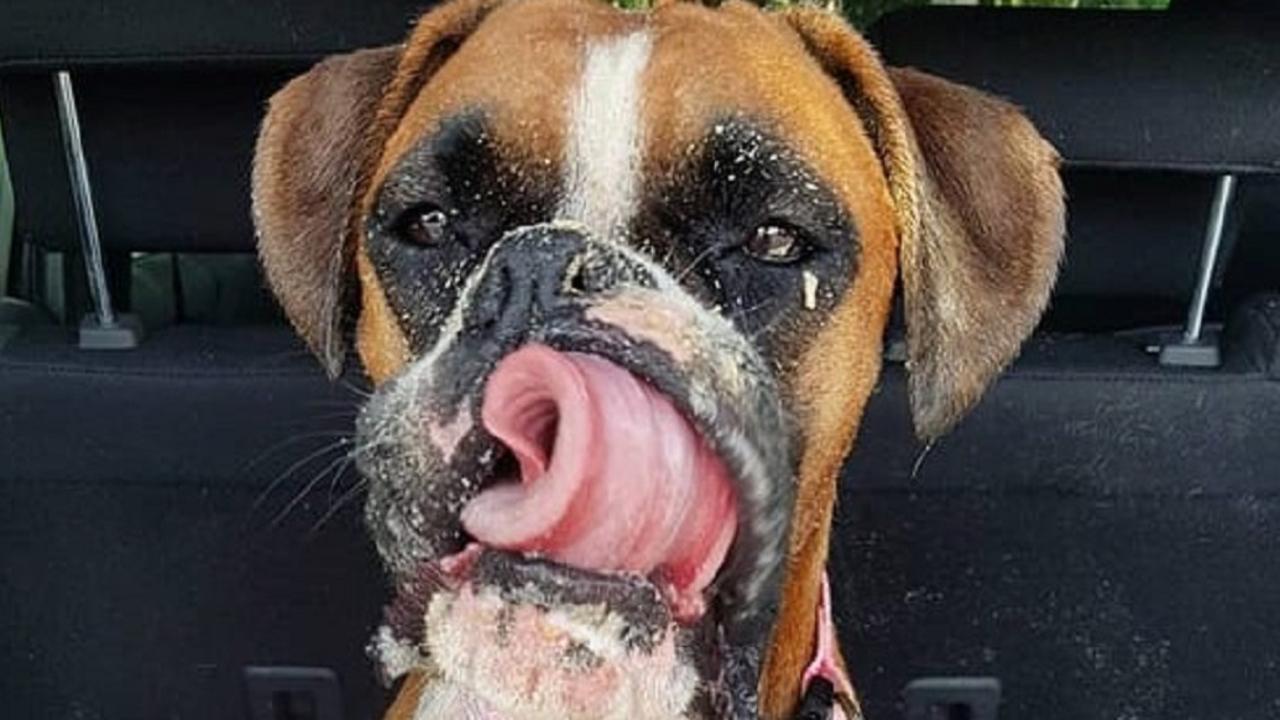 Luna the boxer has got the vote for the Sunshine Coast's cutest dog.