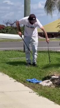 Snake handler tackles eastern brown in front yard