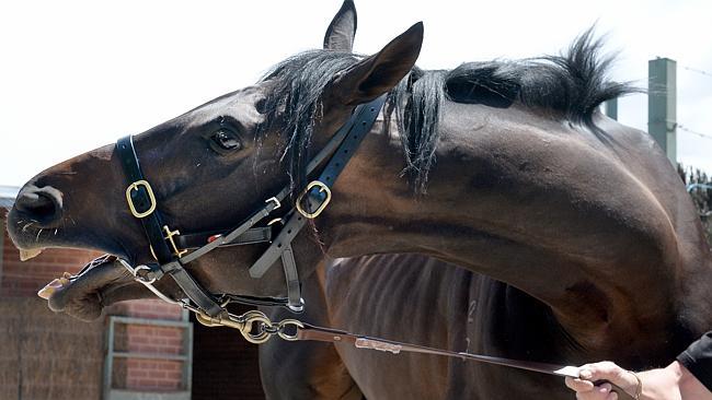 Kav's top select, the Gai Waterhouse-trained Fiorente, who is a drifting favourite. Picture: Jay Town