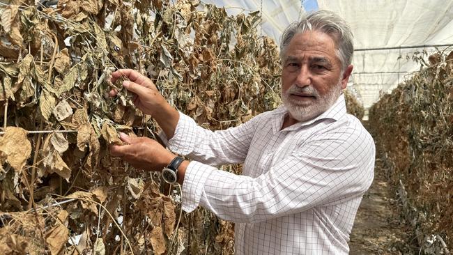 Dominic Virgara at his Adelaide Hills Berry Farm in Uraidla. Picture: Lydia Kellner