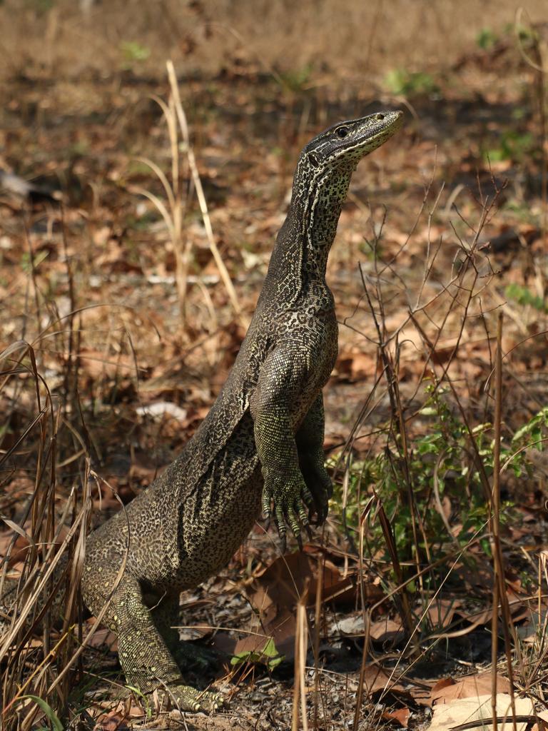 Wildlife photography by Robert Irwin | Herald Sun