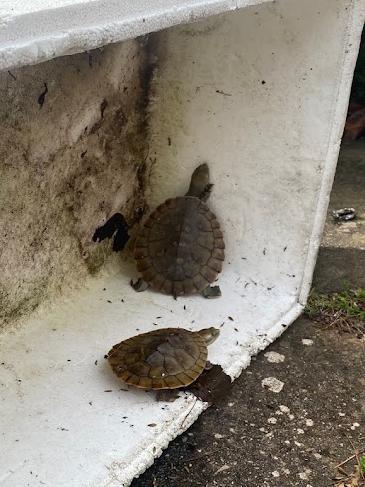 The family’s turtles, Yoshi and Squirtle, escaped the blaze. Picture: Kathryn Bermingham