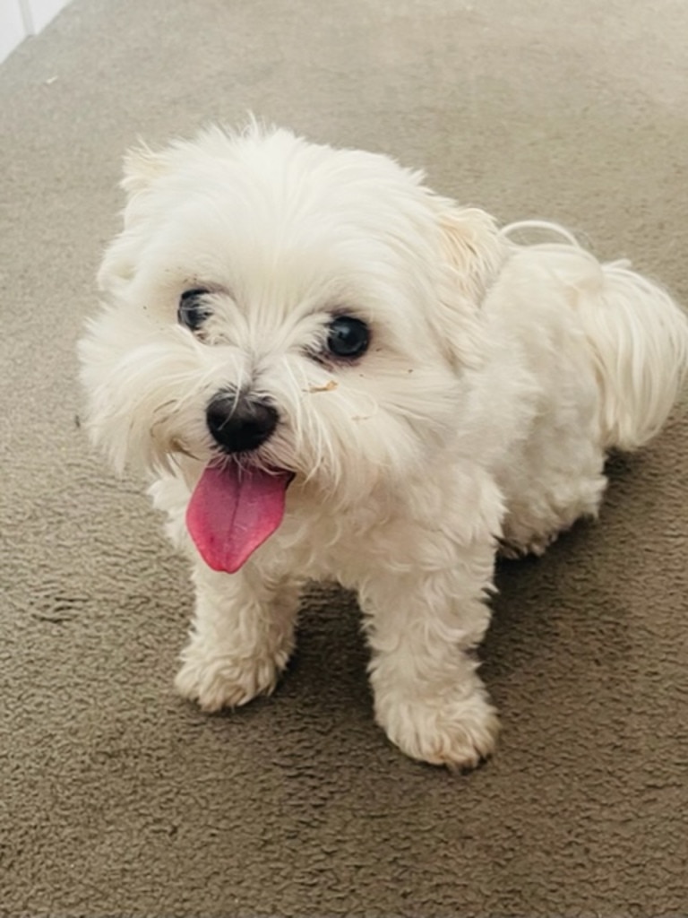 In ninth position are Maltese dogs, who are popular for their small size, affectionate nature, and hypoallergenic qualities, making them ideal for urban living. Picture: Adrian Frinsdorf