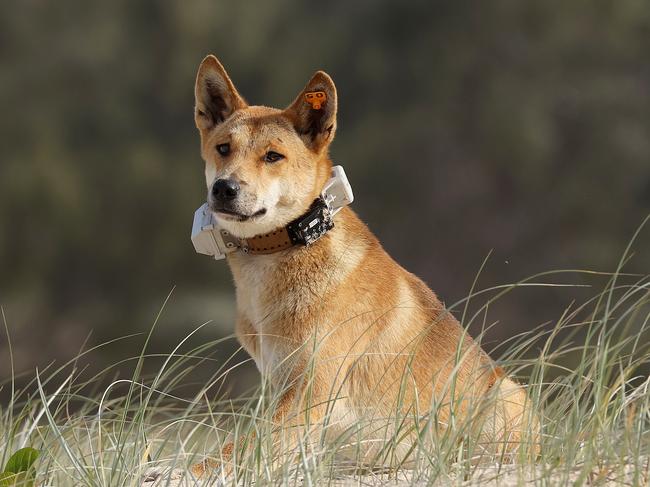 A dingo was euthanised after it and others attacked a woman jogging on K’gari. Picture: Liam Kidston