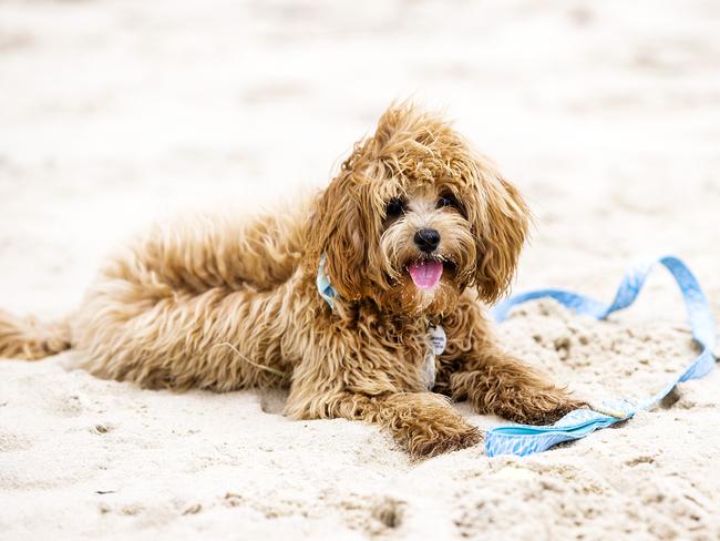 Toy Cavoodle named Yoshi plays in the sand. Picture: NIGEL HALLETT