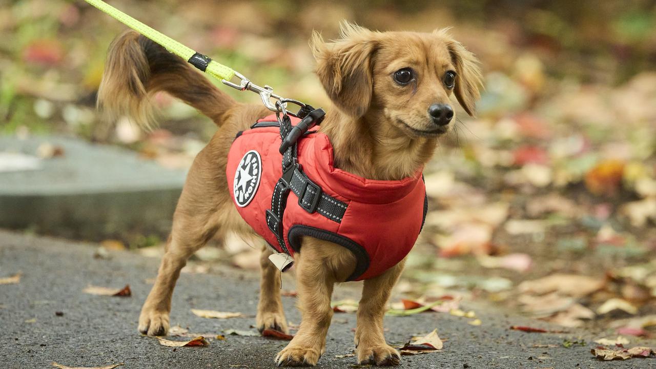 Million Paws Walk in the Adelaide Botanic Gardens, Sunday, May 28, 2023. Picture: Matt Loxton