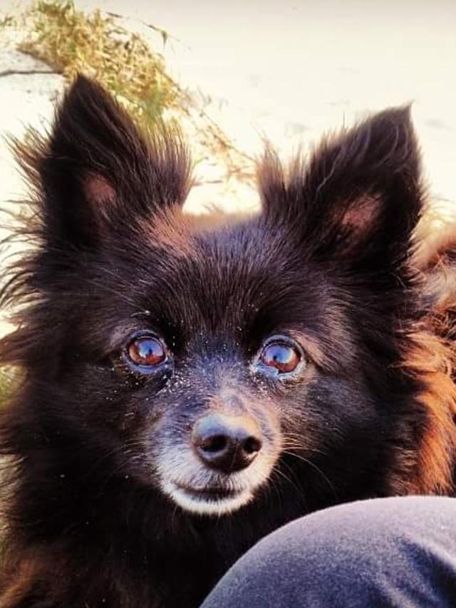 Kim Mugridge’s dog Misha is “the sweetest darling but with just enough sass”.