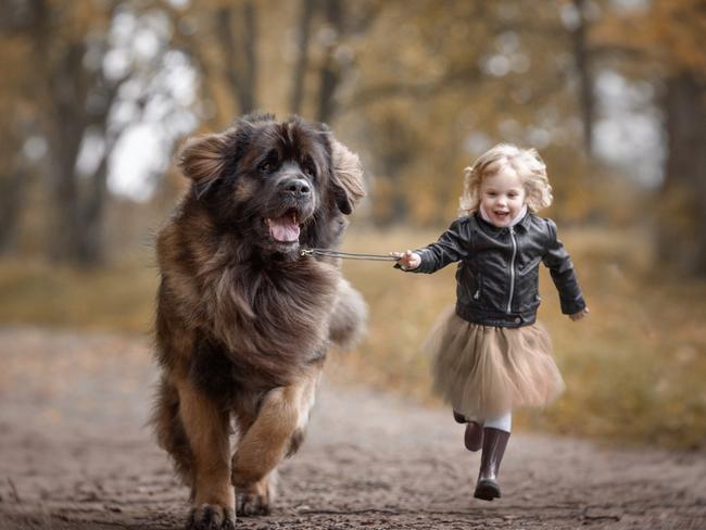 Modern mythology ... Lisa and the Leonbergers. Picture: Little Kids and Their Big Dogs