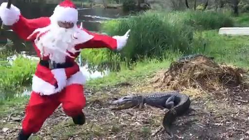 Santa Claus feeds feisty Crocodiles at Australian Reptile Park