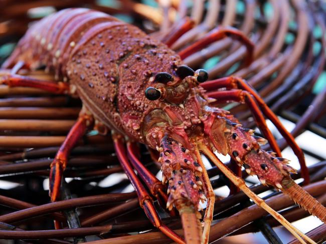 $22 lobster: How much you will pay for Easter seafood