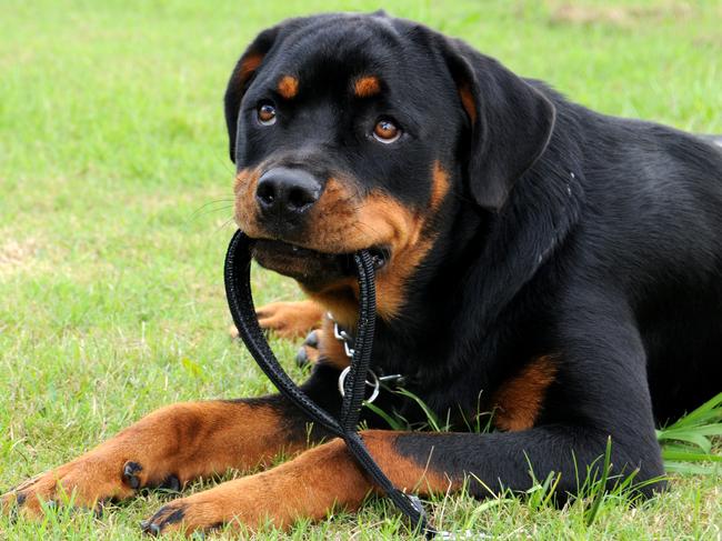 A rottweiler, like the one pictured, named Nisa was neglected so badly at Cawood’s Wedderburn property she had to be euthanised. Picture: Renee Pilcher.