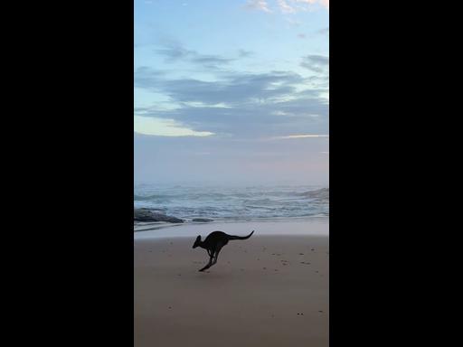 kangroos hop around at sunrise on a beach in NSW