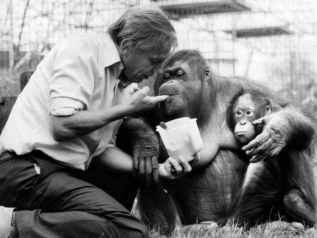 David Attenborough with an orangutan and her baby at London Zoo. April 1982. (Photo by mirror/Mirrorpix/Getty Images)